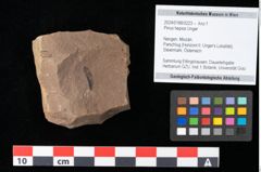 Foto (Objekt + Etikett) von Pinus hepios Unger (NHMW-GEO-2024-0188-0223)
